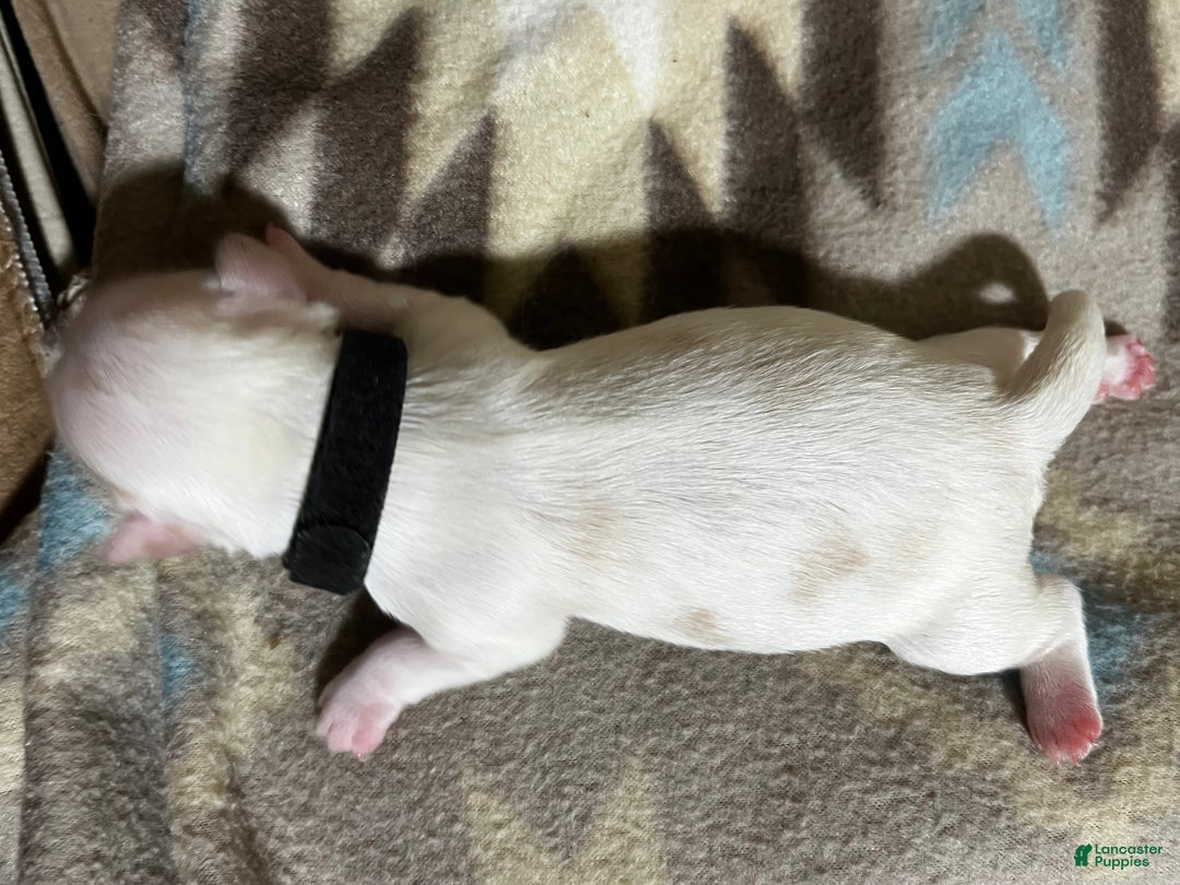 Shih Tzu dogs for sale: Maple - Ad 7