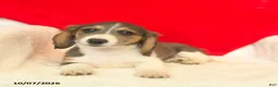 Dachshund dogs for sale: Misty  - Ad 1