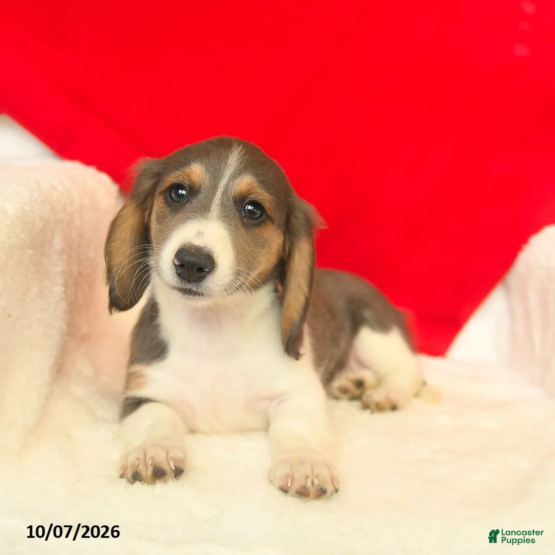 Dachshund dogs for sale: Misty  - Ad 1