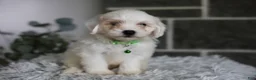Maltipoo dogs for sale: Frankie - Ad 9