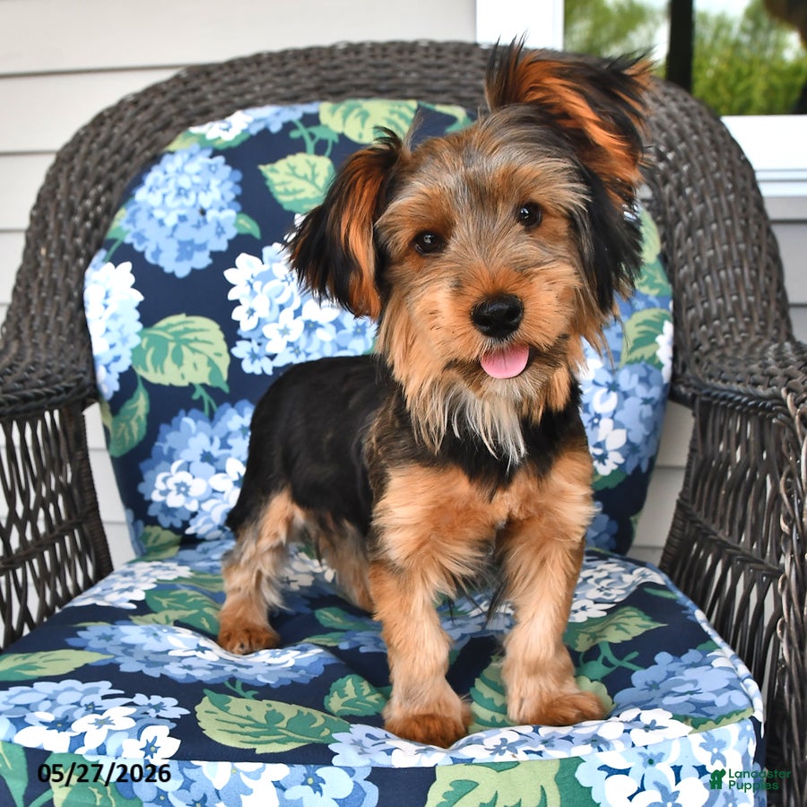 Yorkshire Terrier dogs Quinn - Ad 1