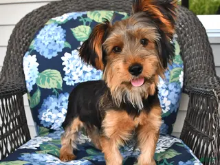 Yorkshire Terrier dogs for sale: Quinn - Ad 1