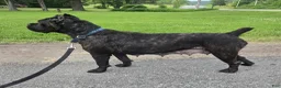 Cane Corso dogs for sale: ICCF Savage  - Ad 3