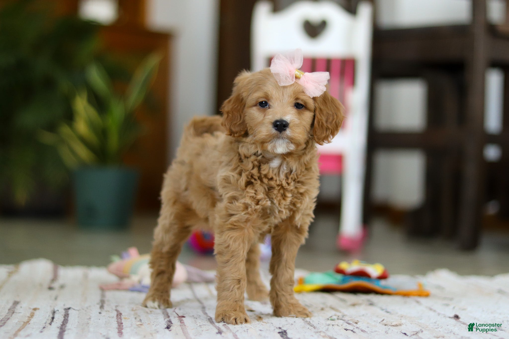 Mini Goldendoodle dogs Phoebe - Ad 2