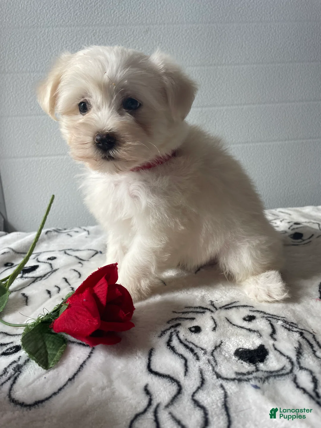 Havanese dogs for sale: Ringo - Ad 4
