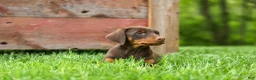 Doberman Pinscher dogs for sale:  Daisy (Red Rust) 🖤🐾 - Ad 13