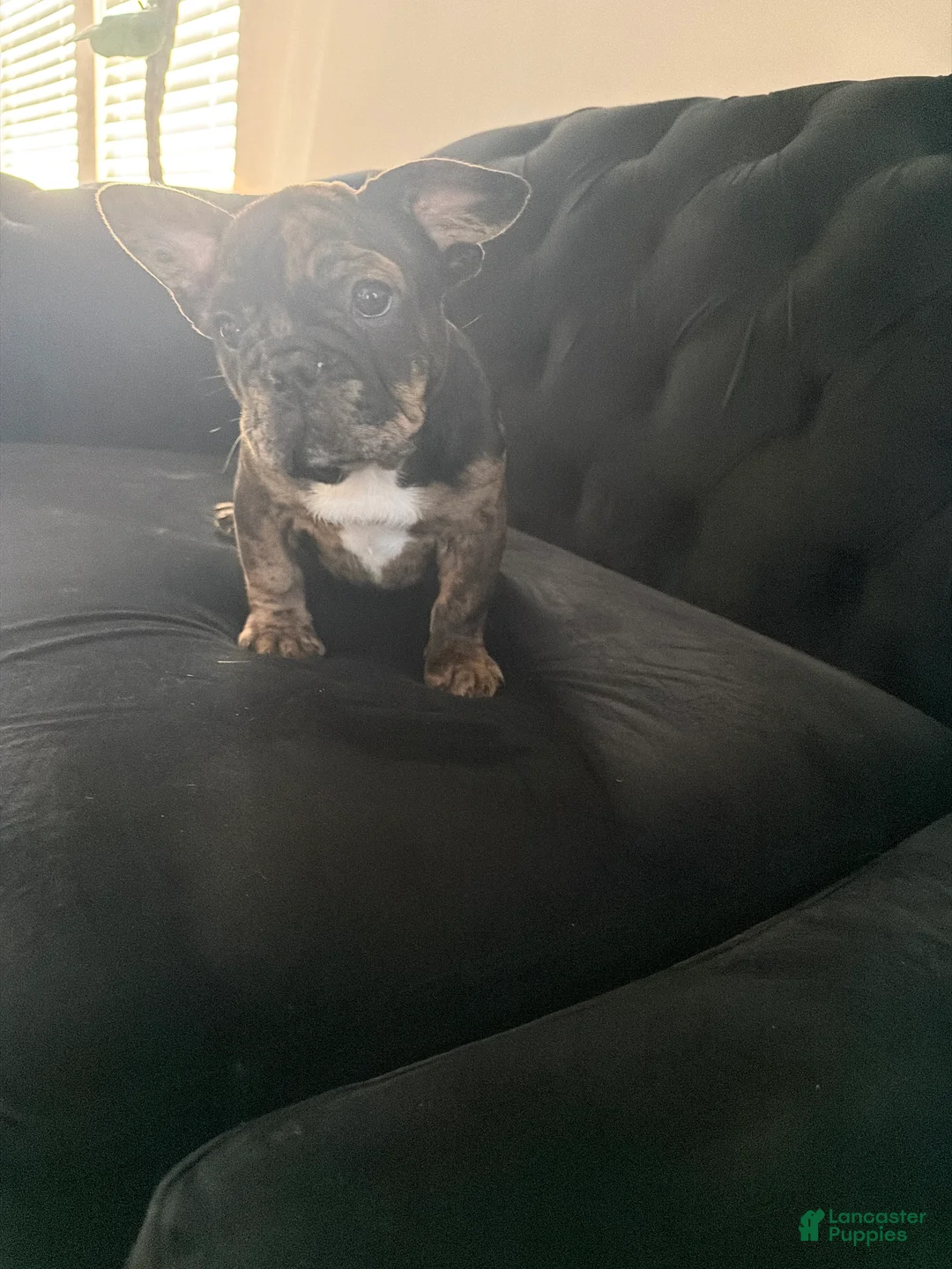 French Bulldog dogs for sale: French Bulldog Puppy 1 - Ad 2