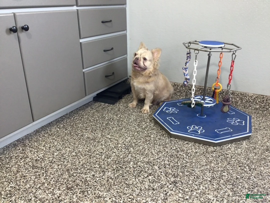 French Bulldog dogs for sale: Nancy - Ad 6
