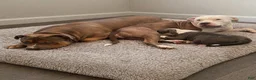 American Bully dogs for sale: Phantom  - Ad 7