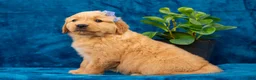 Golden Retriever dogs for sale: Tula - Ad 3