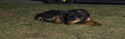 Rottweiler dogs for stud: Benzino  - Ad 3