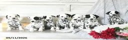 Dalmatian dogs for sale: Moose - Ad 5