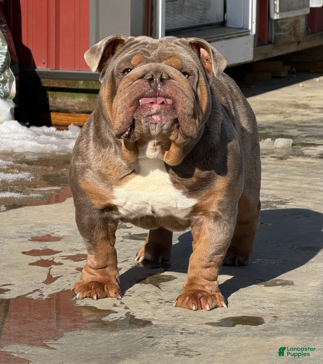 English Bulldog dogs for sale: Junie - English Bulldog - Ad 6