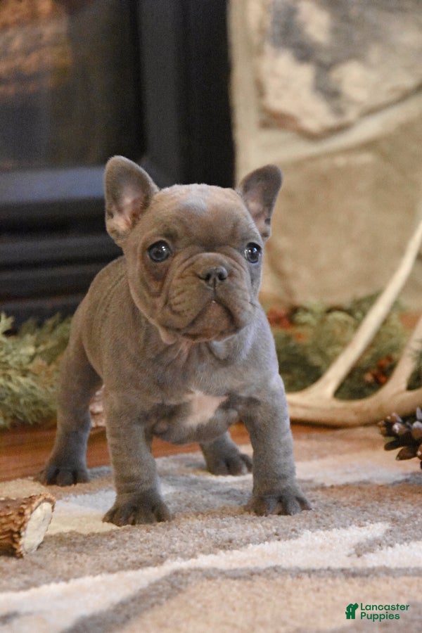 French Bulldog dogs Rose  - Ad 1