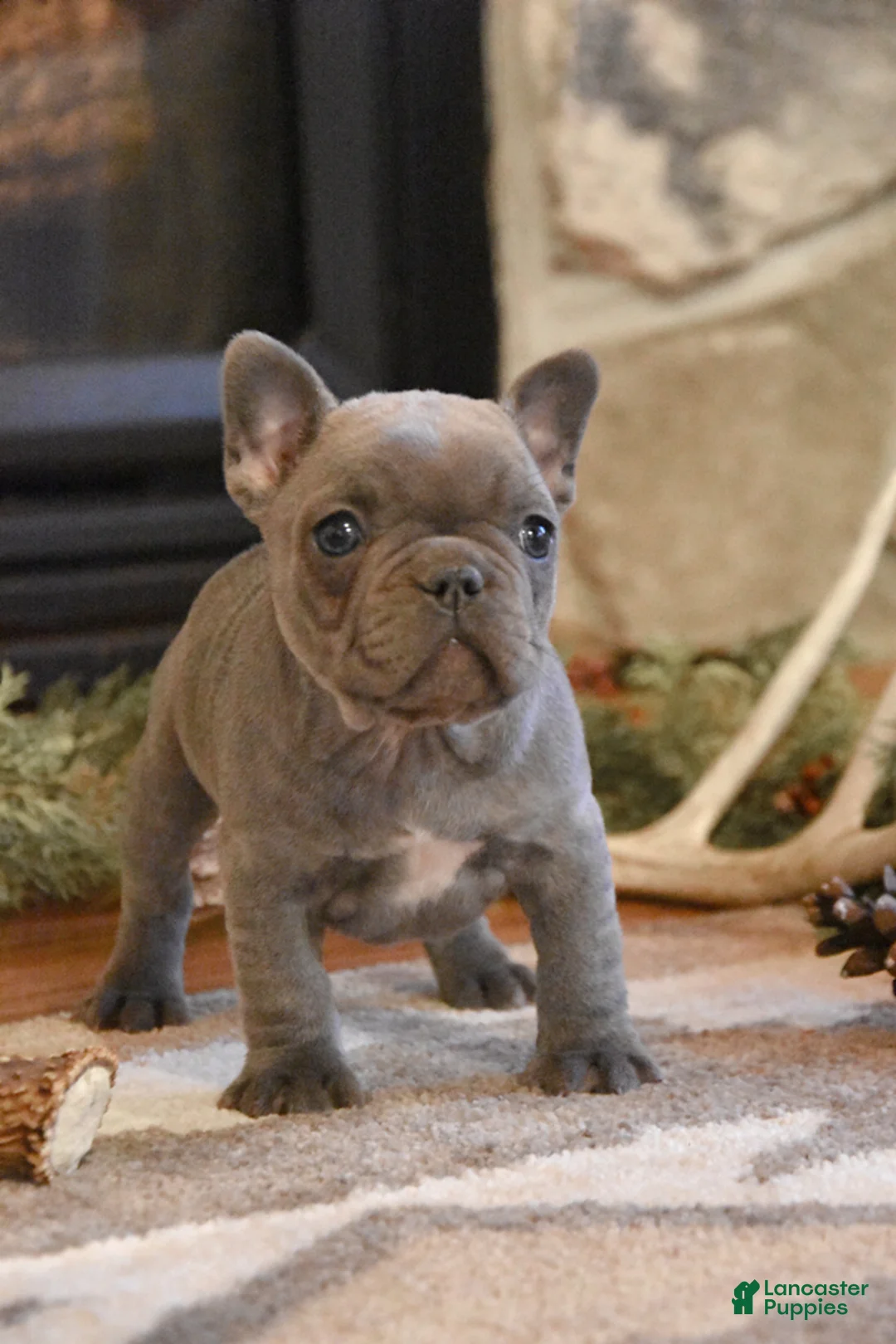 French Bulldog dogs for sale: Rose  - Ad 1