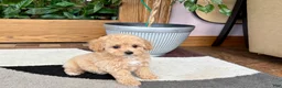 Mixed Breed dogs for sale: Mixed Breed 2 - Ad 1