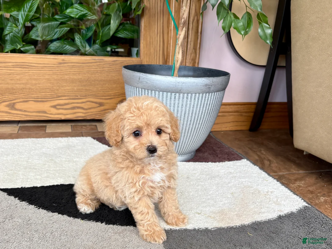 Mixed Breed dogs for sale: Mixed Breed 2 - Ad 1