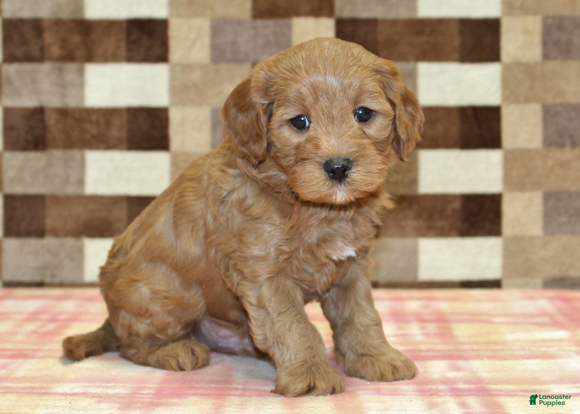 Cavapoo dogs Fred - Ad 16