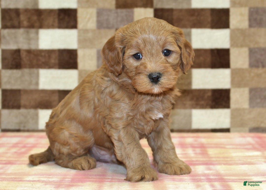 Cavapoo dogs for sale: Fred - Ad 1