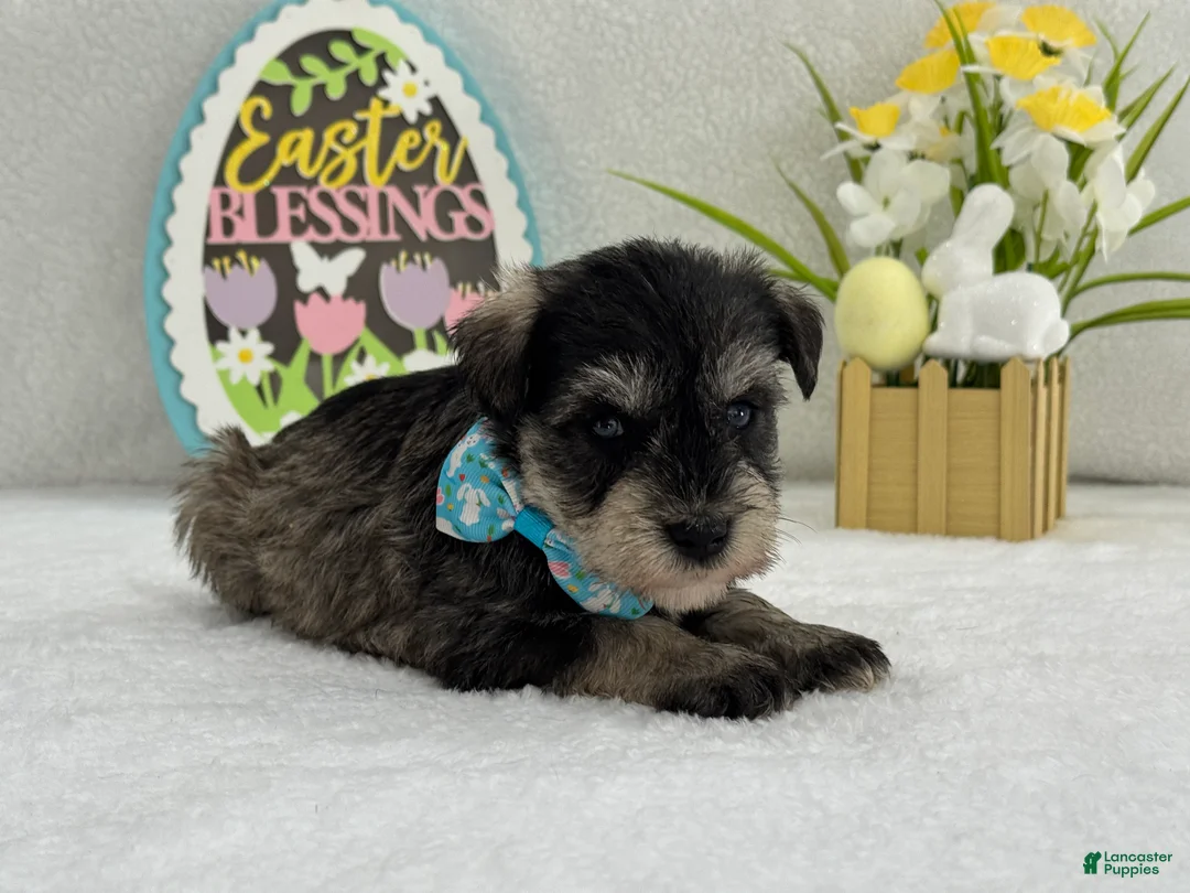 Miniature Schnauzer dogs for sale: Bleu Male 1 Blue Eyes - Ad 4