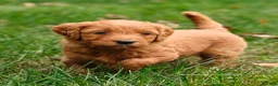 Goldendoodle dogs for sale: Cinnamon - Ad 3