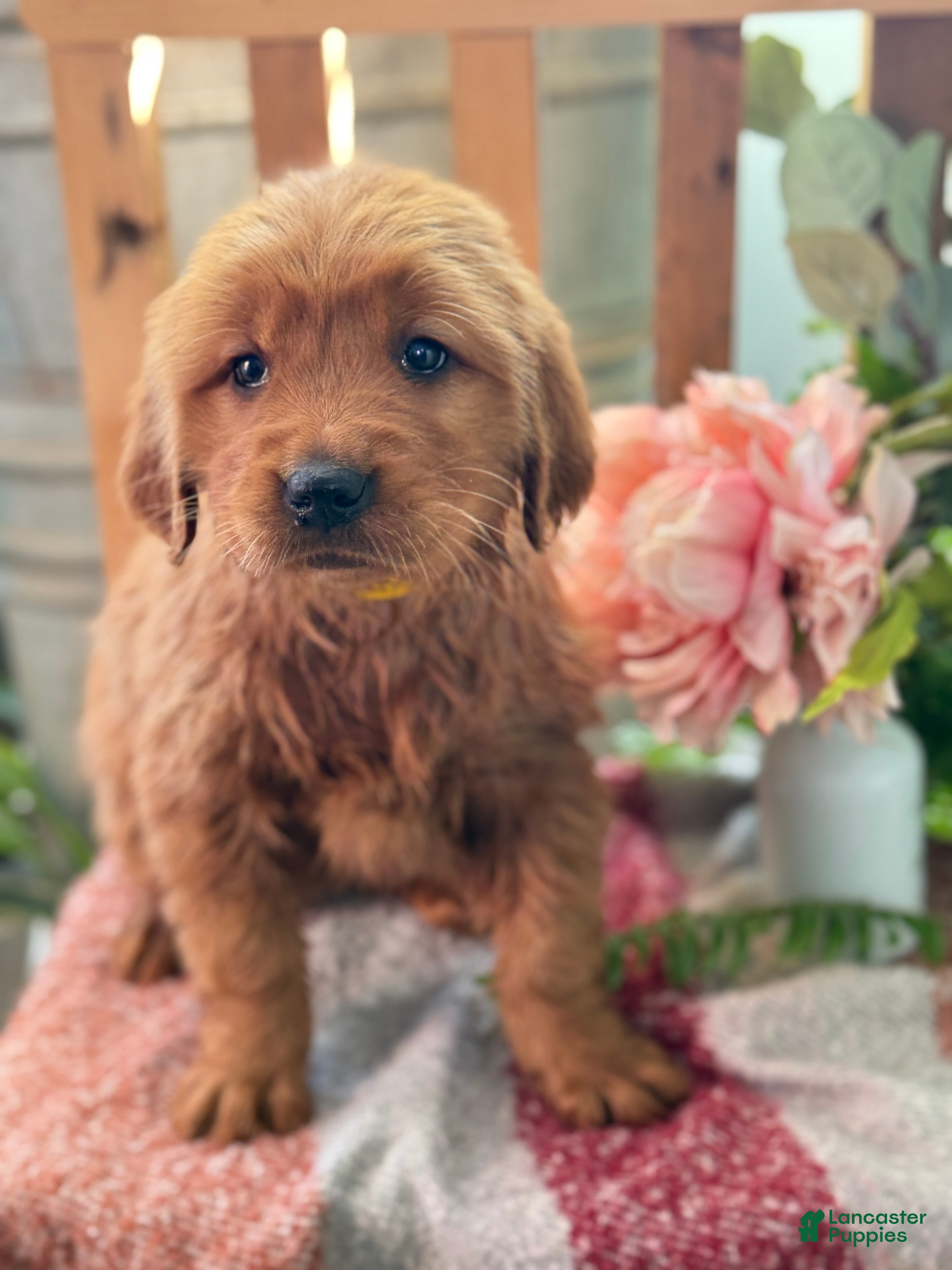 Golden Retriever dogs Redd - Ad 10