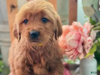 Golden Retriever dogs Redd - Ad 10