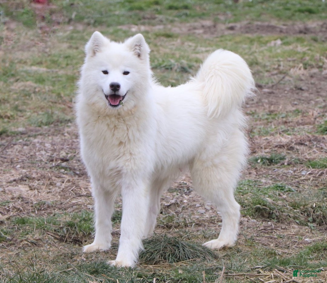 Samoyed dogs for sale: Rocky - Ad 18