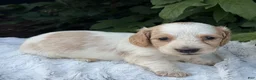 Miniature Dachshund dogs for sale: Navy - Ad 3