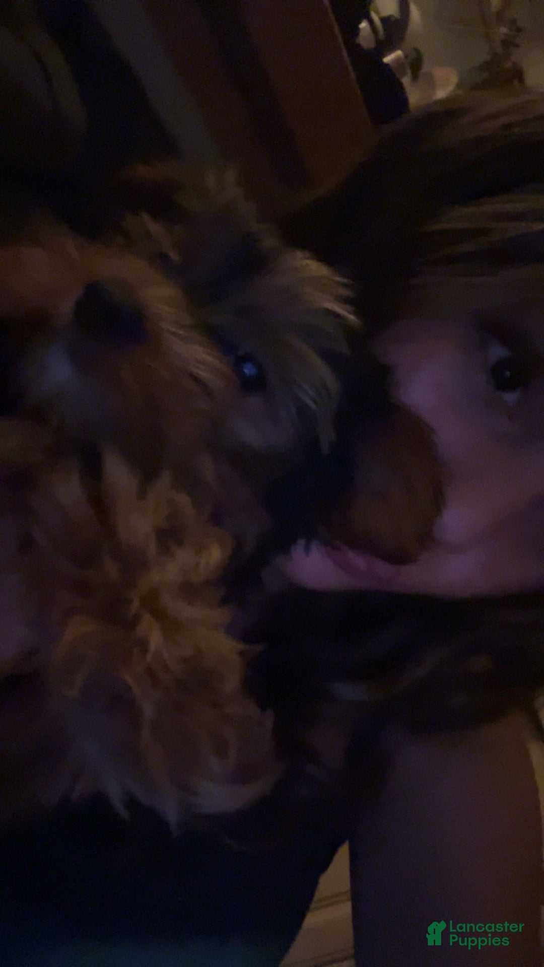 Yorkshire Terrier dogs for sale: Yorkshire Terrier Puppy Chanel - Ad 2