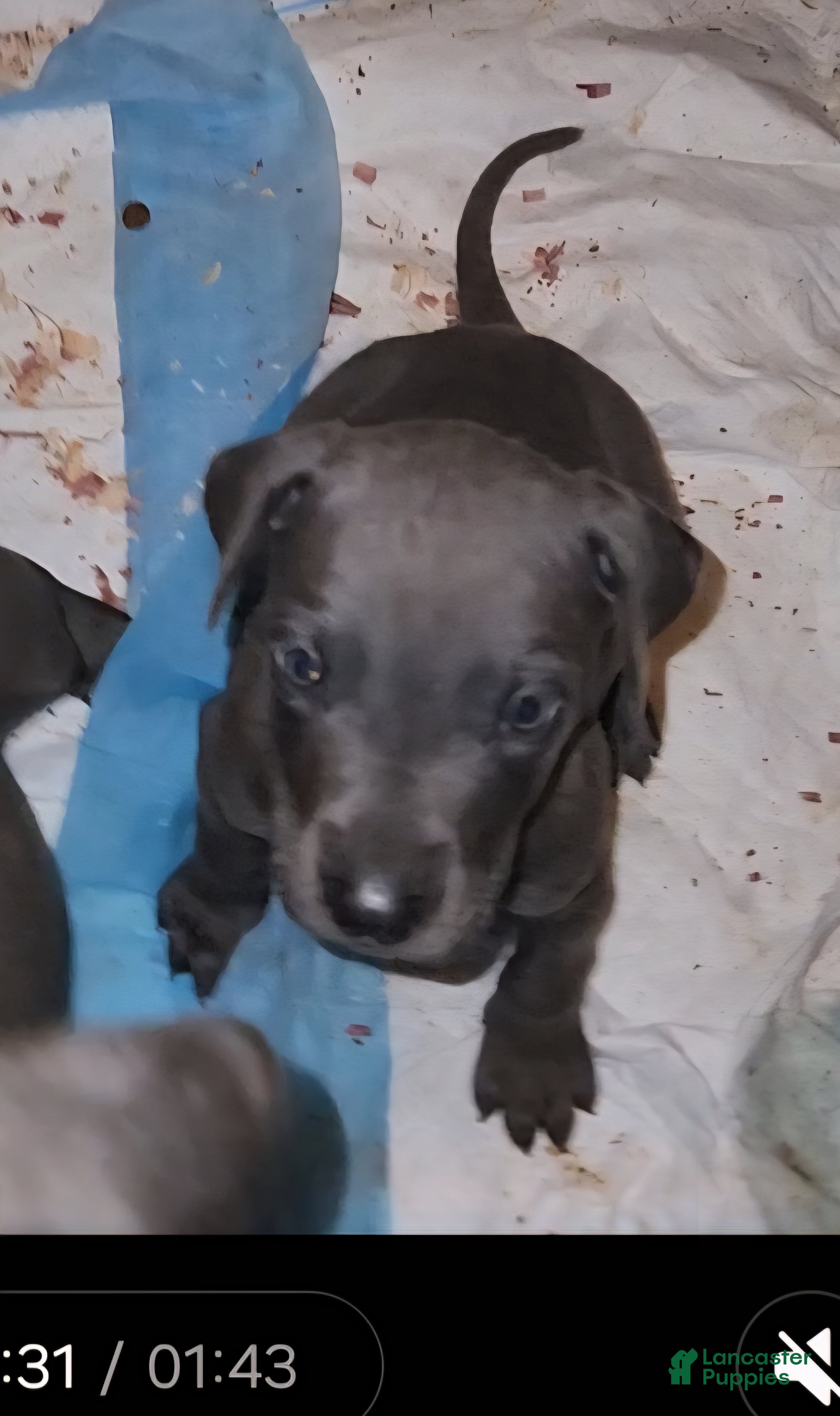 Great Dane dogs Great Dane Puppy 4 - Ad 2