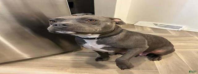 Bella