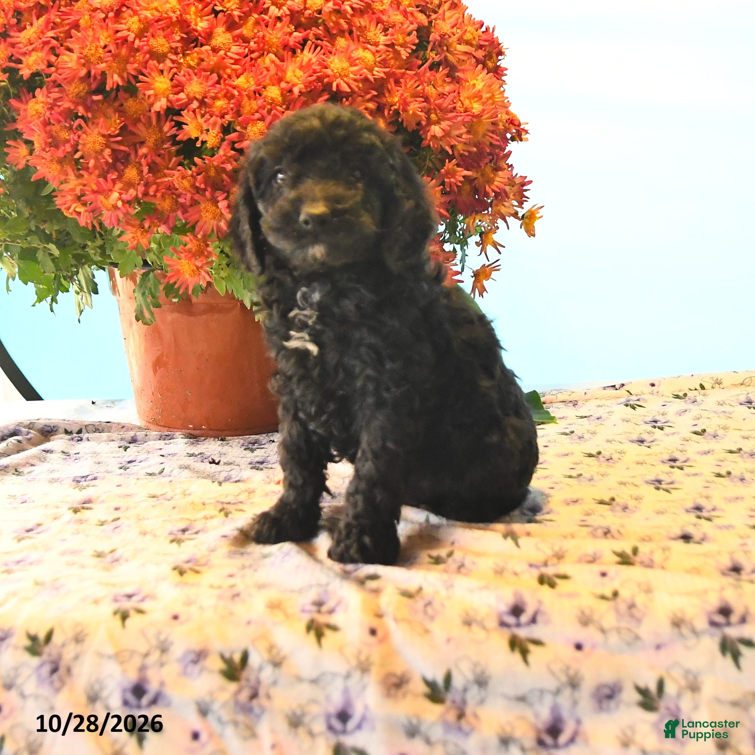 Cockapoo dogs for sale: Romeo - Ad 1