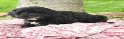 Maltipoo dogs for sale: Ira - Ad 3