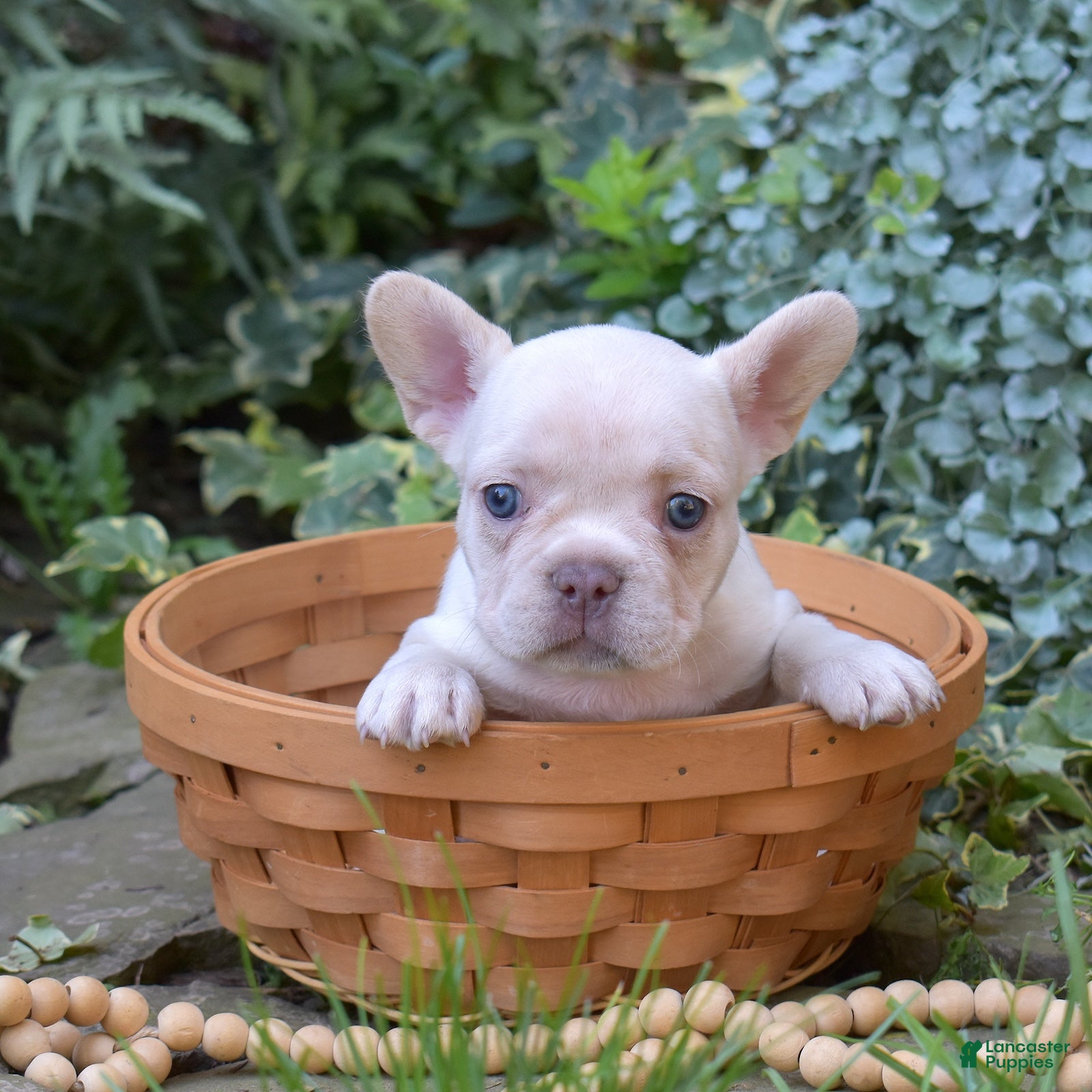 French Bulldog dogs Casper - Ad 1