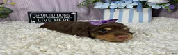 Miniature Dachshund dogs for sale: Miniature Dachshund 2 - Ad 2
