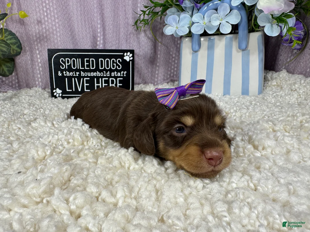 Miniature Dachshund dogs for sale: Miniature Dachshund 2 - Ad 2
