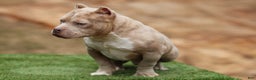 American Bully dogs for sale: Lilac Merle Micro Male  - Ad 6