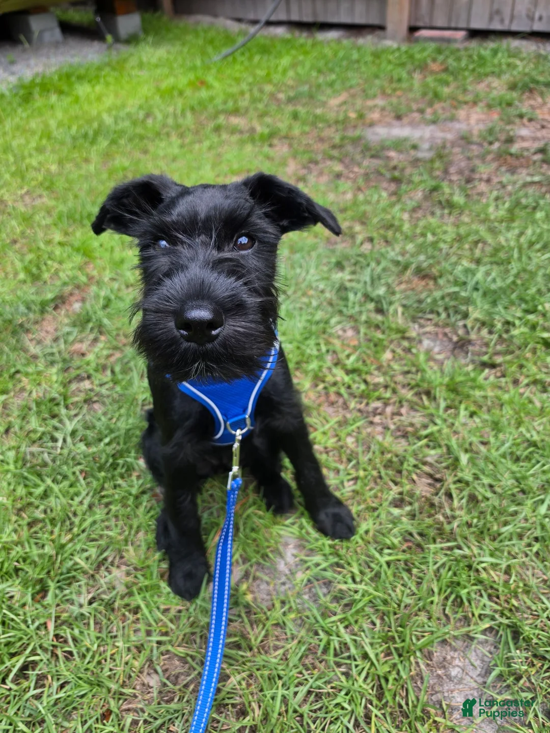 Standard Schnauzer dogs for sale: LILY- Standard Schnauzer  - Ad 1