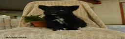 Pomsky dogs for sale: Zander - Ad 5