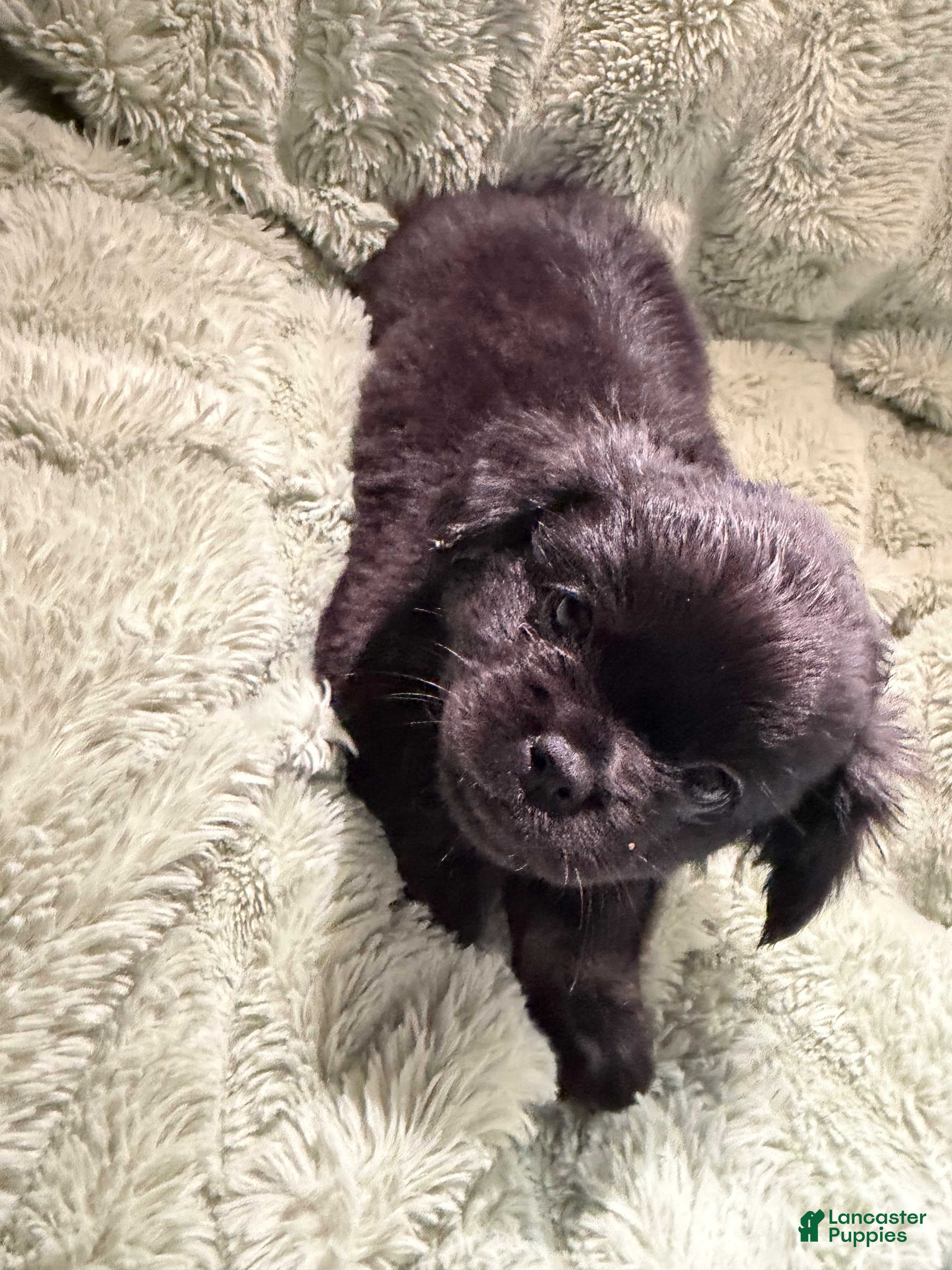 French Bulldog dogs Happy - Ad 2