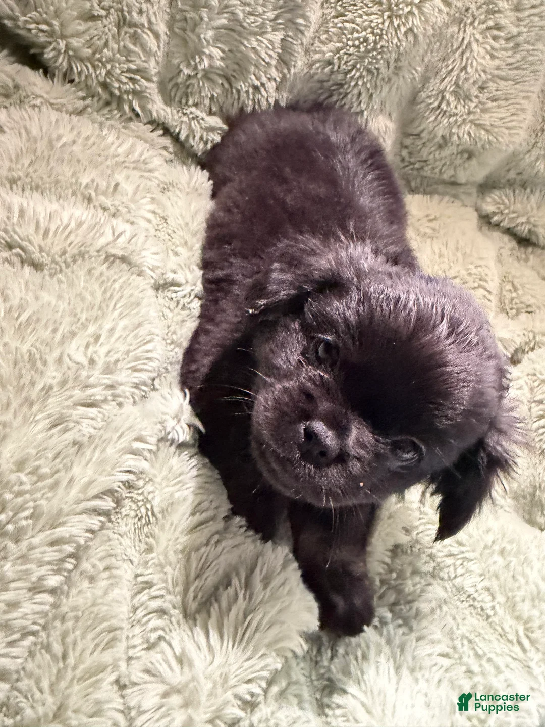 French Bulldog dogs for sale: Happy - Ad 2