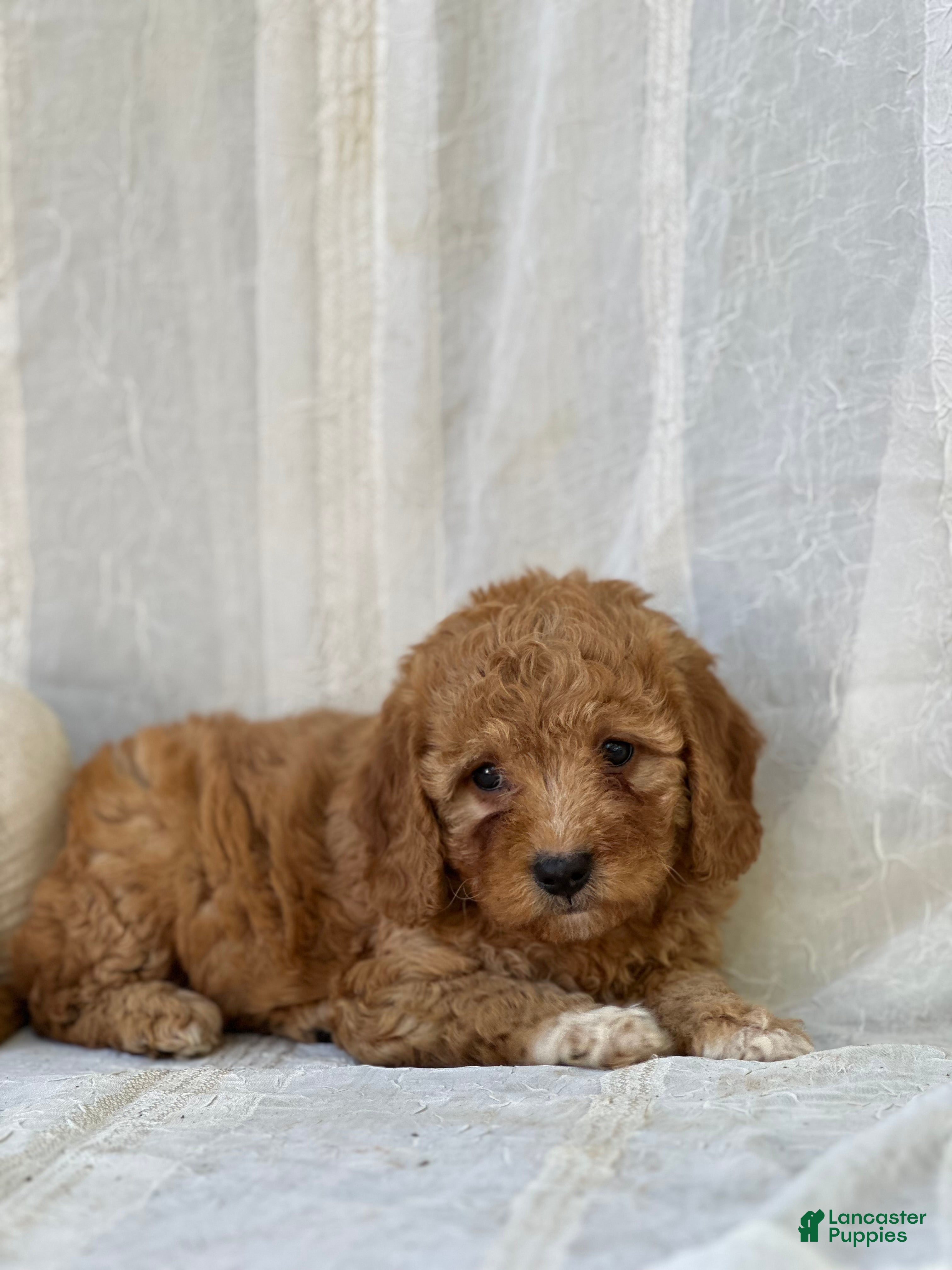 Mini Goldendoodle dogs for sale: Mini Goldendoodle 4 - Ad 2