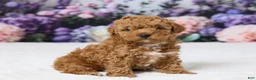 Miniature Poodle dogs for sale: Tommy - Ad 3