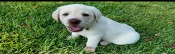 Labrador Retriever dogs for sale: Red - AKC English Lab - Ad 4