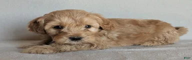 Bailey