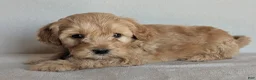 Cockapoo dogs for sale: Bailey - Ad 1