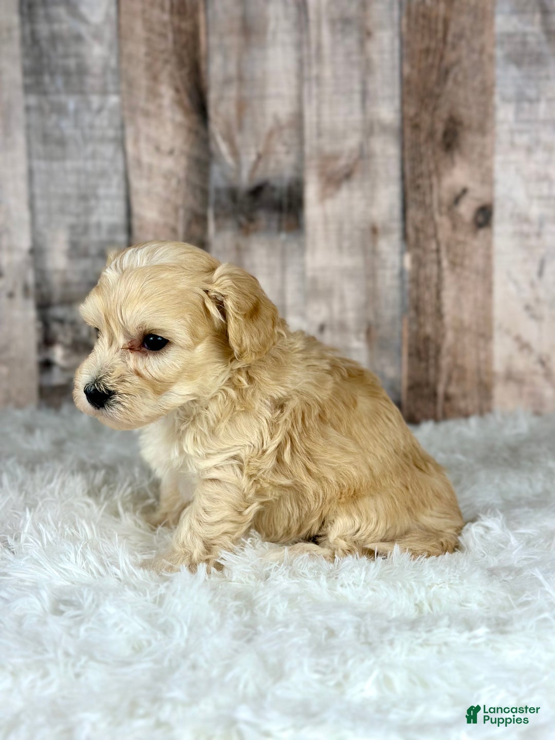 Maltipoo dogs for sale: Boy Noah - 0008 - Ad 3