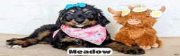 Bernedoodle dogs for sale: Meadow - Ad 7