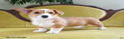 Welsh Corgi Pembroke dogs for sale: Callie - Ad 8